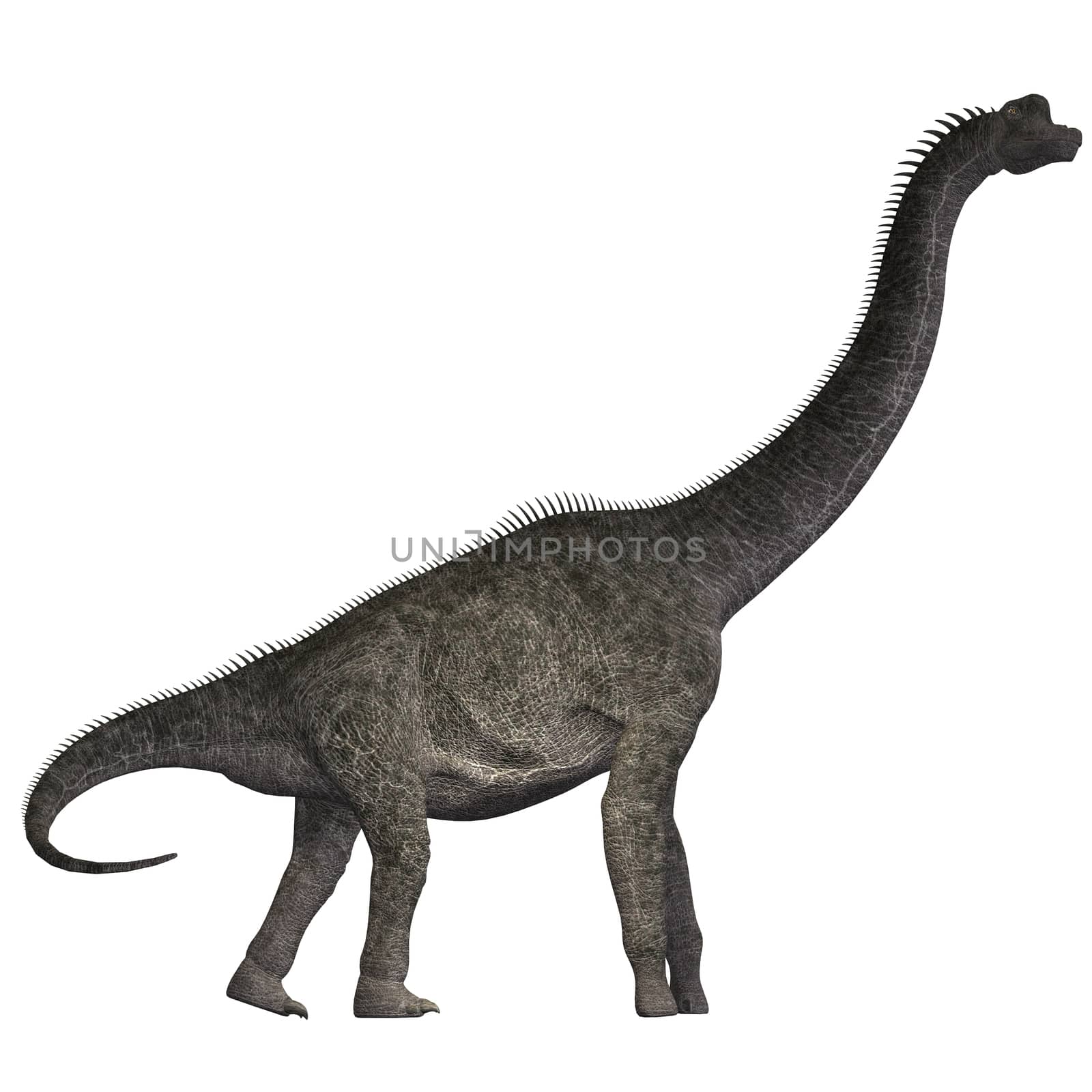 Brachiosaurus on White by Catmando