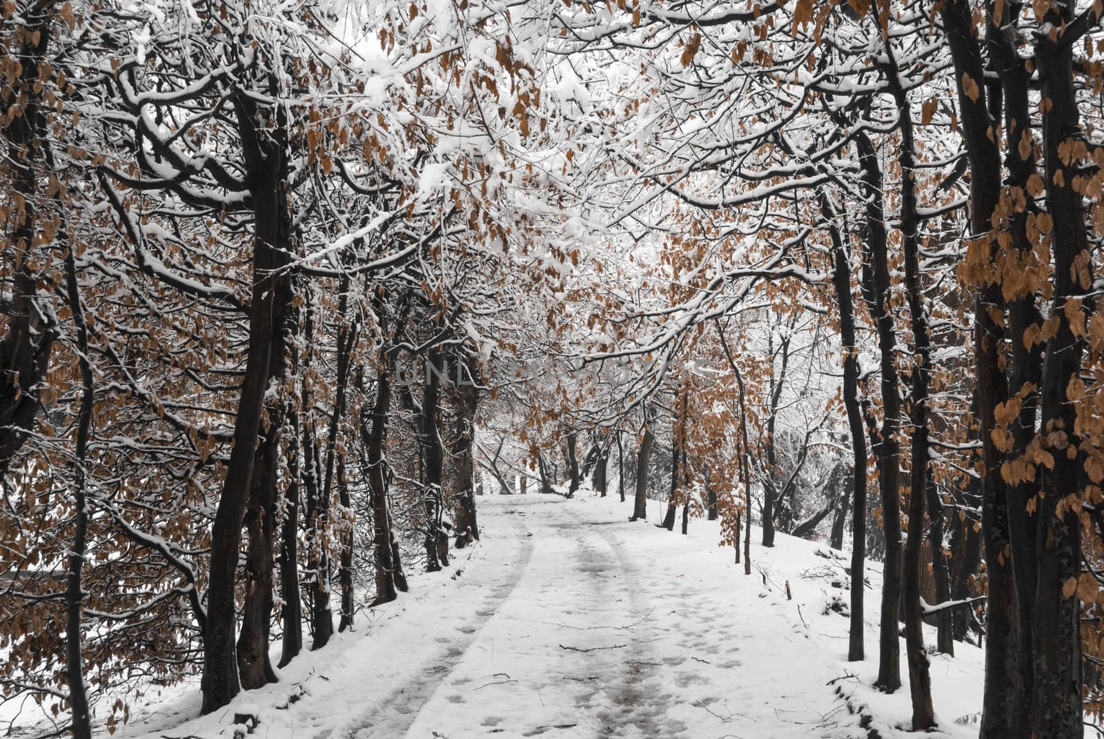 Snow at the public garden of Varese, Lombardy - Italy