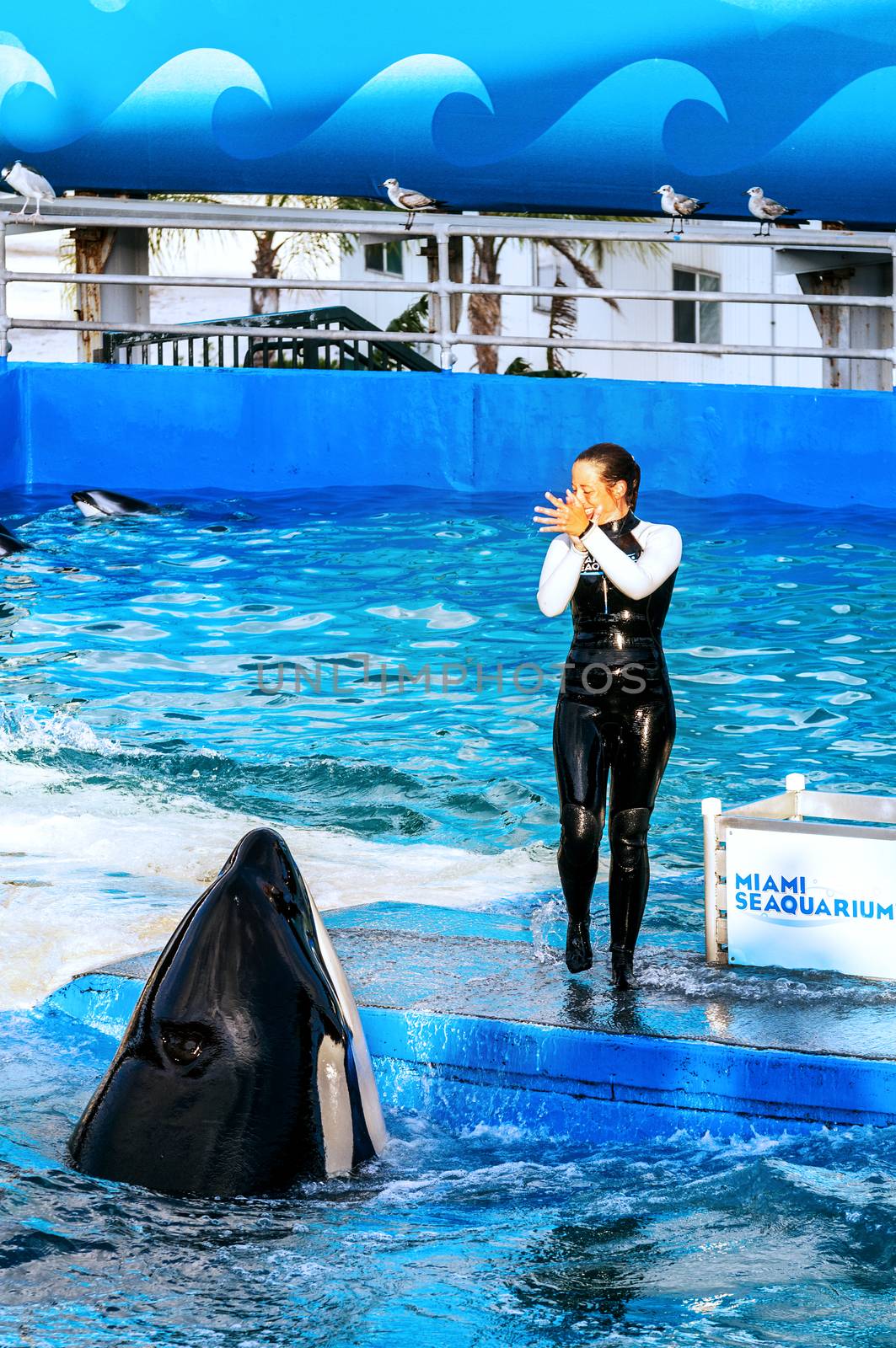 MIAMI,US - JANUARY 24,2014: Lolita,the killer whale at the Miami Seaquarium.Founded in 1955,the oldest oceanarium in the United States,the facility receives over 500,000 visitors annually 