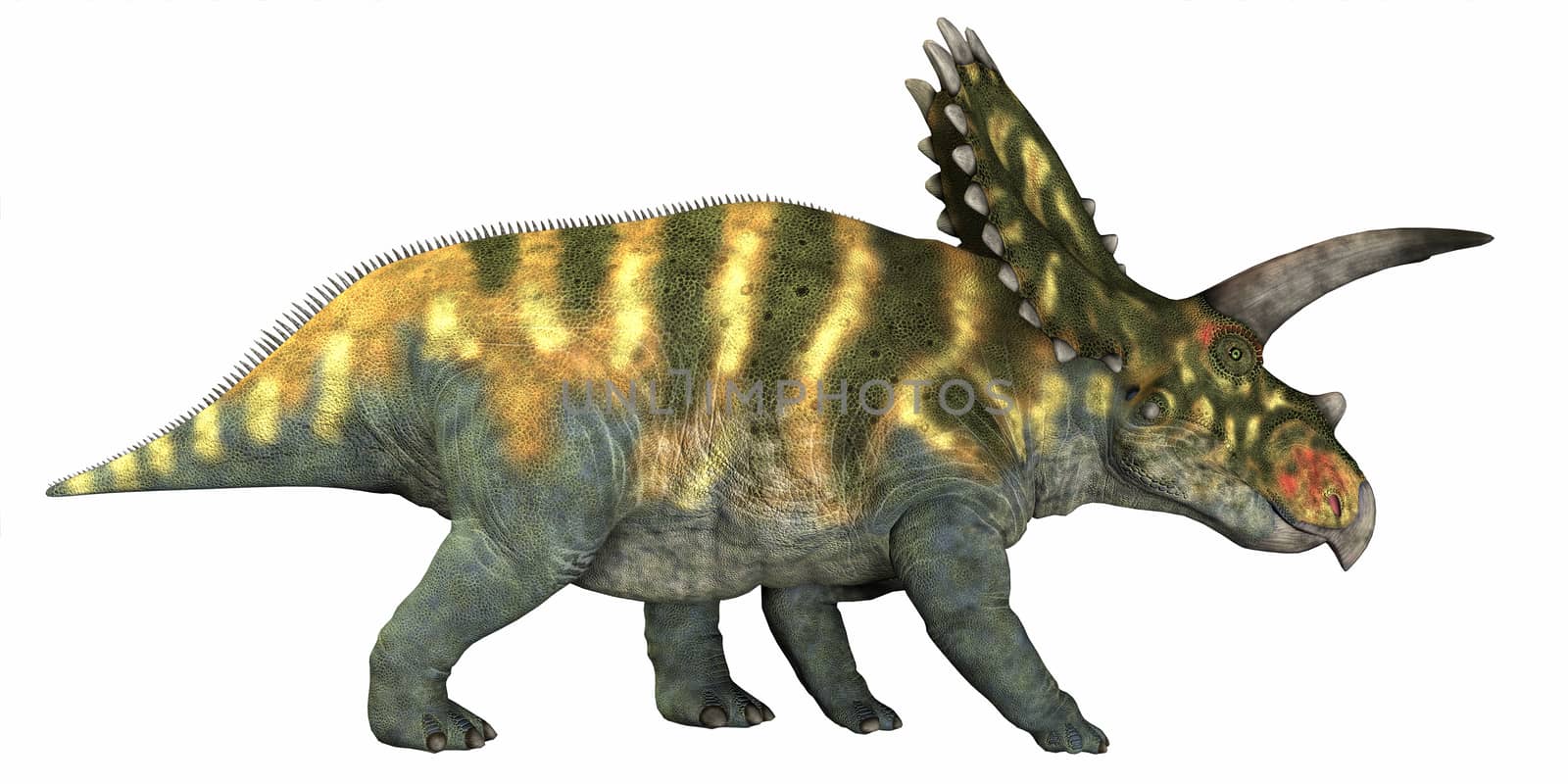 Coahuilaceratops on White by Catmando