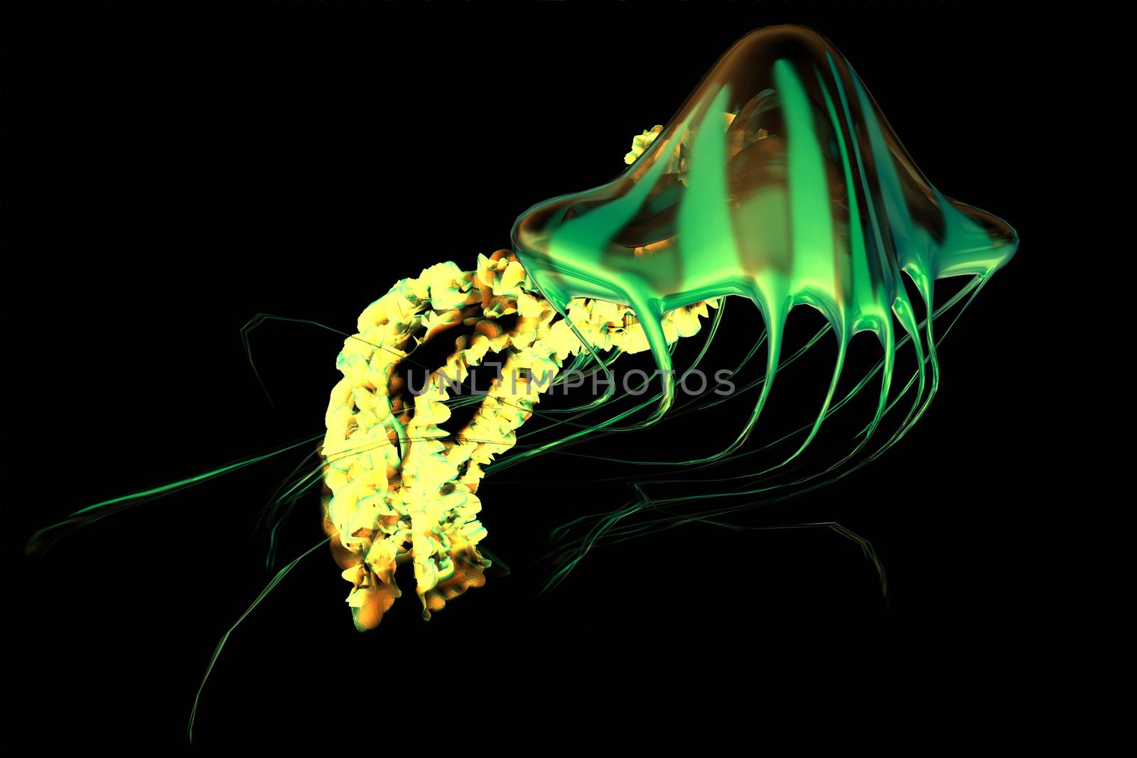 Yellow Green Jellyfish by Catmando