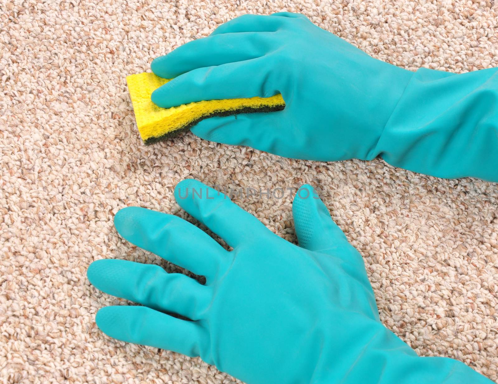 Cleaning carpet with sponge and gloves