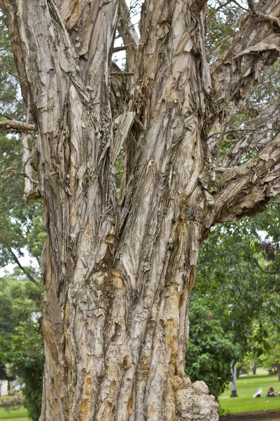 Tree macro detail of an old trunk