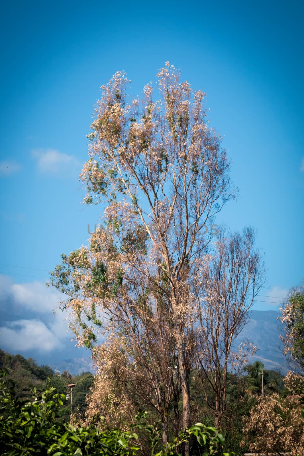 Big tree with few leaves left now