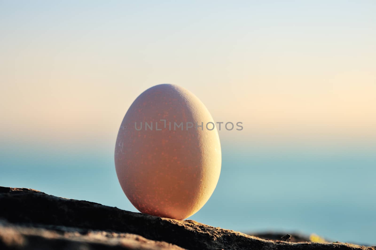 Hen's egg on the seashore