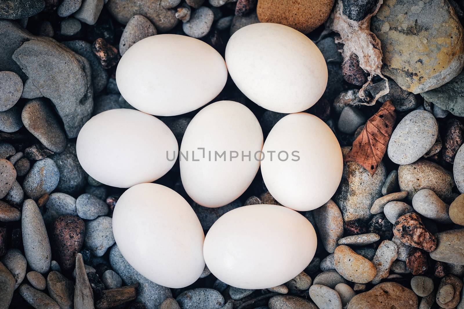 Group of hen eggs on the sea pebbles