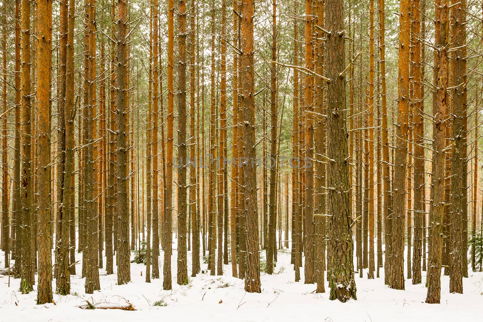 Thick snowy pine wood forest background by Alexanderphoto