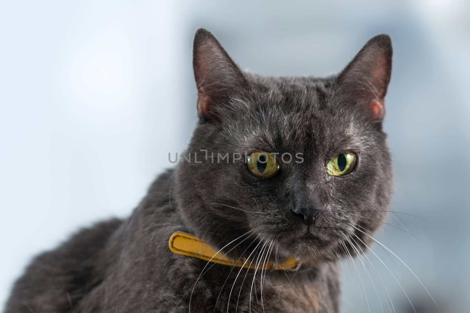 Grey cat by bolkan73