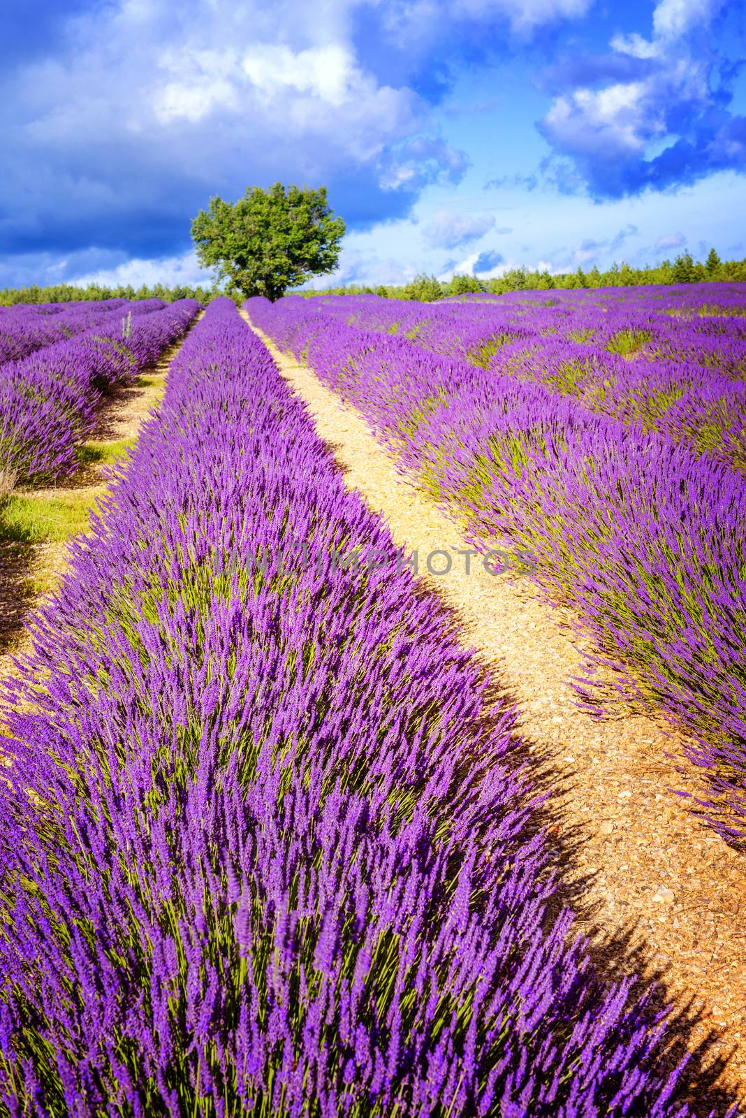 LAVENDER IN SOUTH OF FRANCE by ventdusud