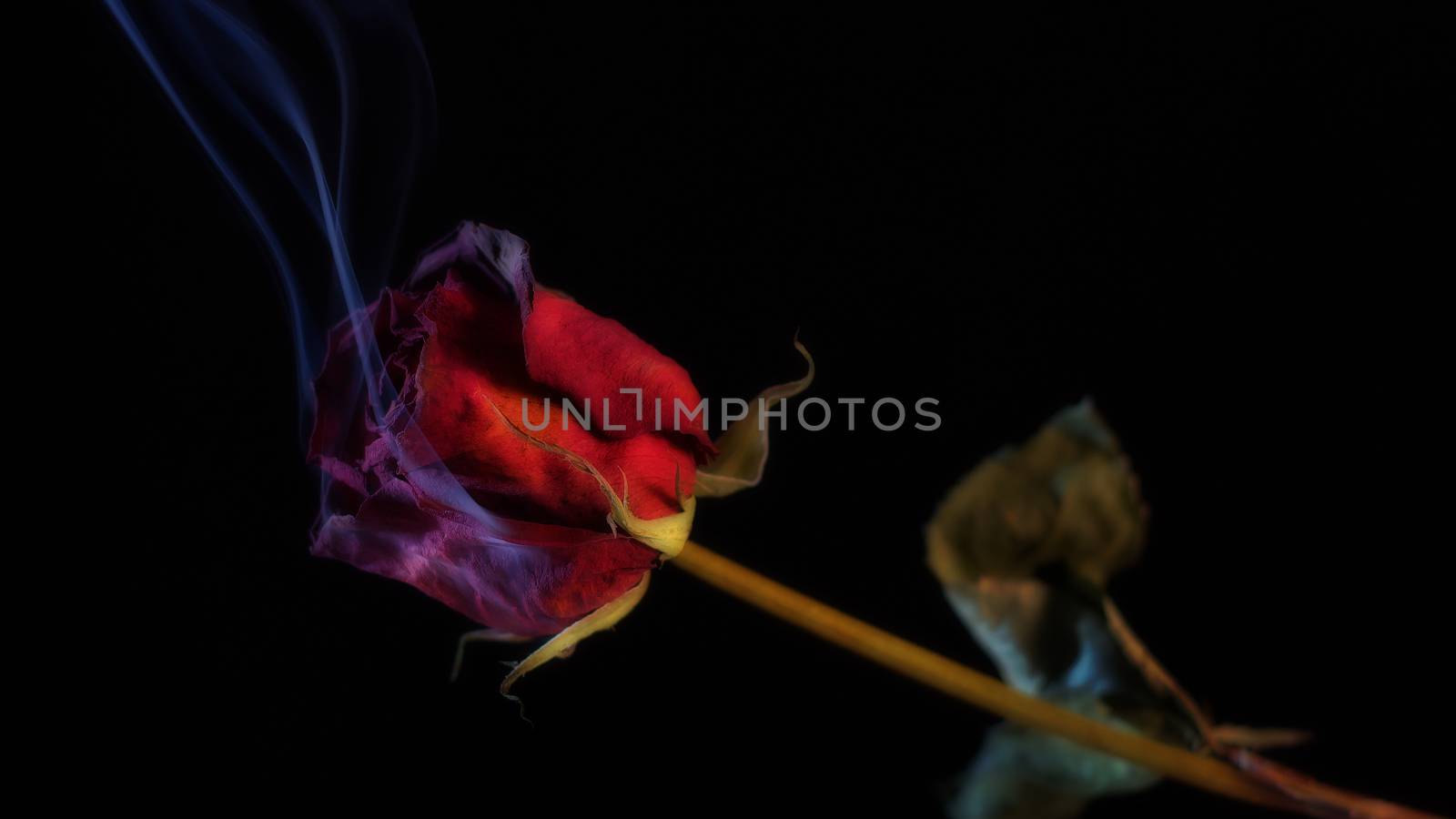 Smoking Red Rose by Coffee999