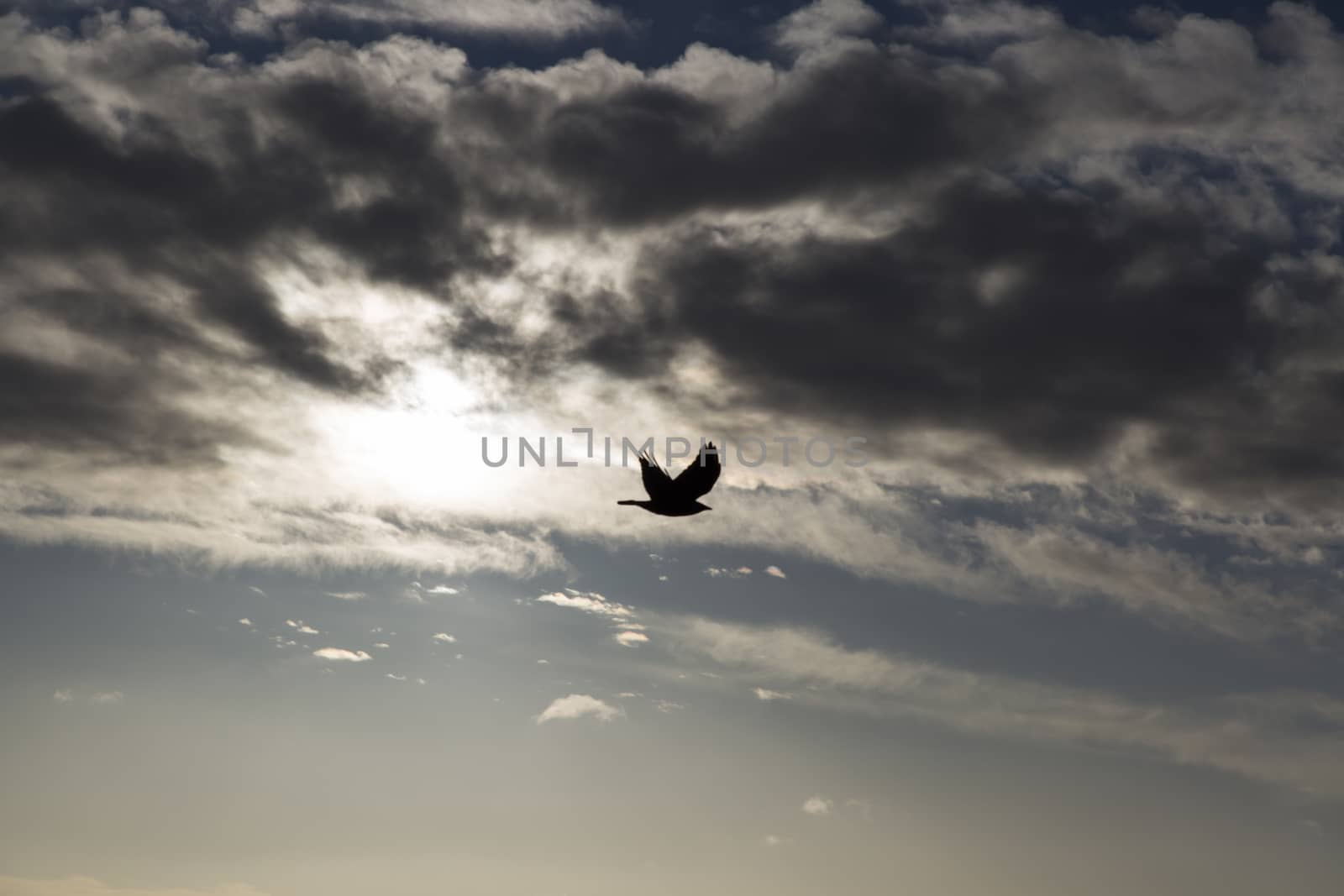 Bird flying Away from the Sun