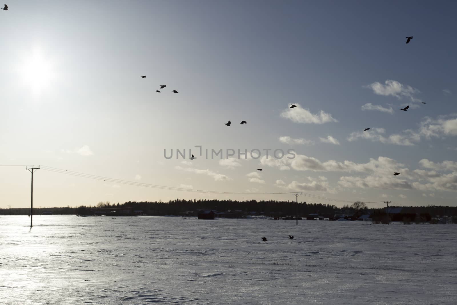Birds Flying over Winter Field