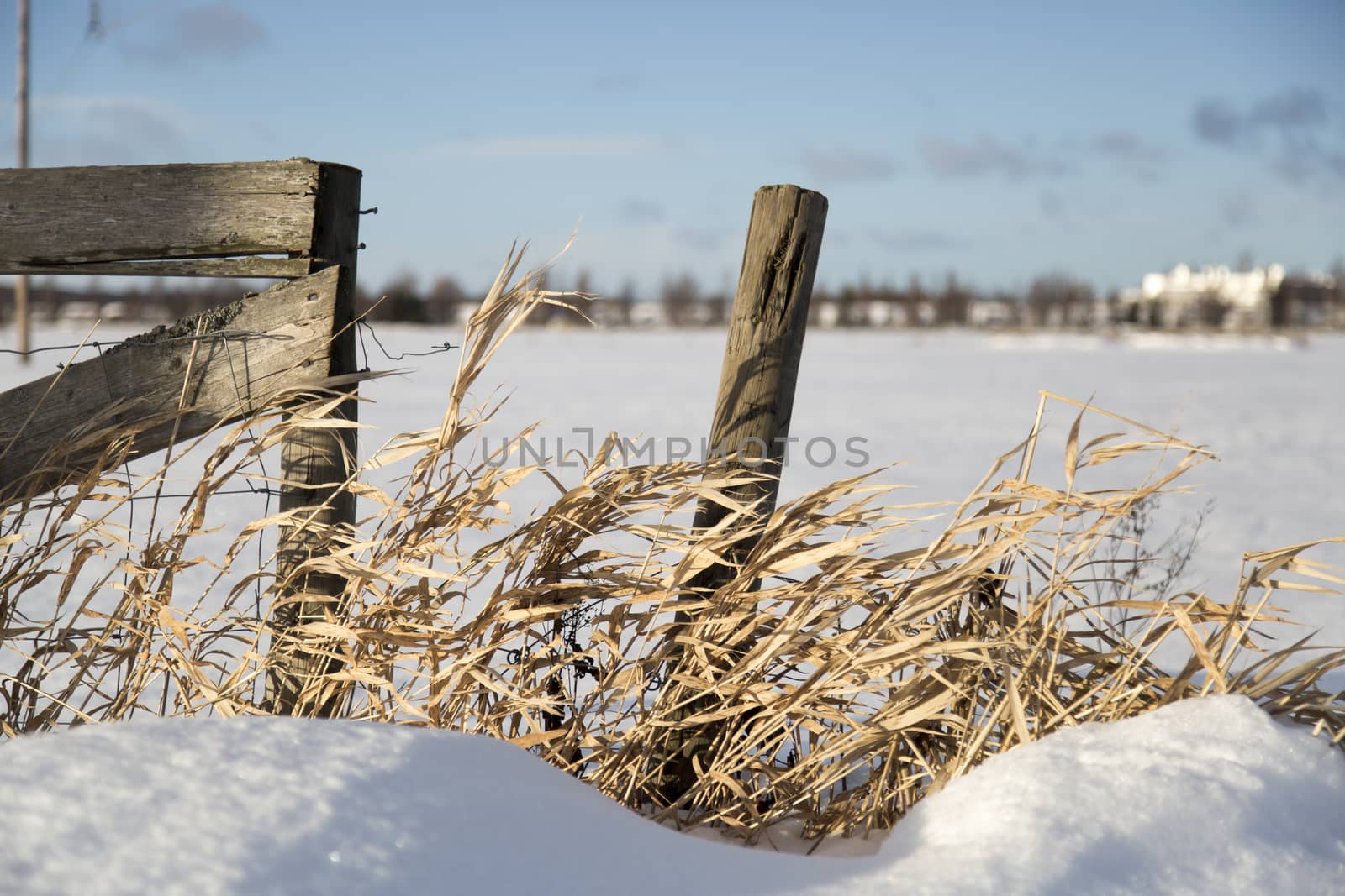 Pole With Grass in Winter Time