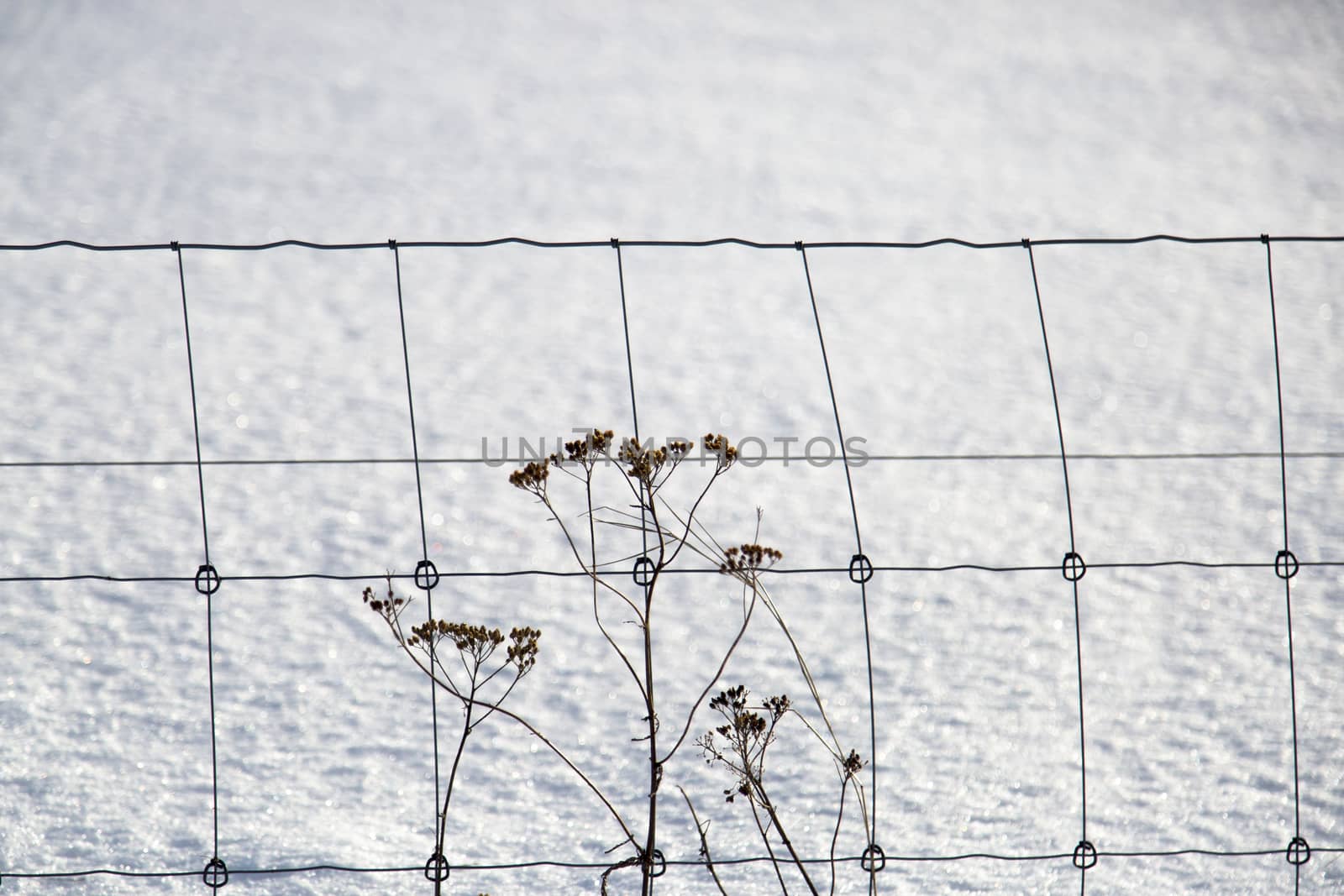 Flowers infront of Fence in Winter