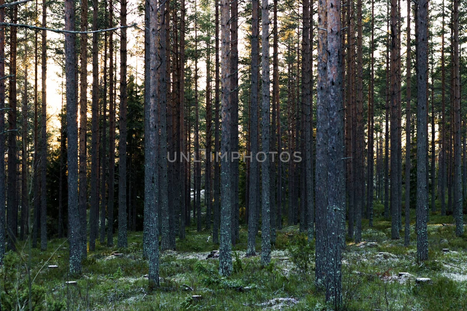 Swedish Pine Forest in Winter