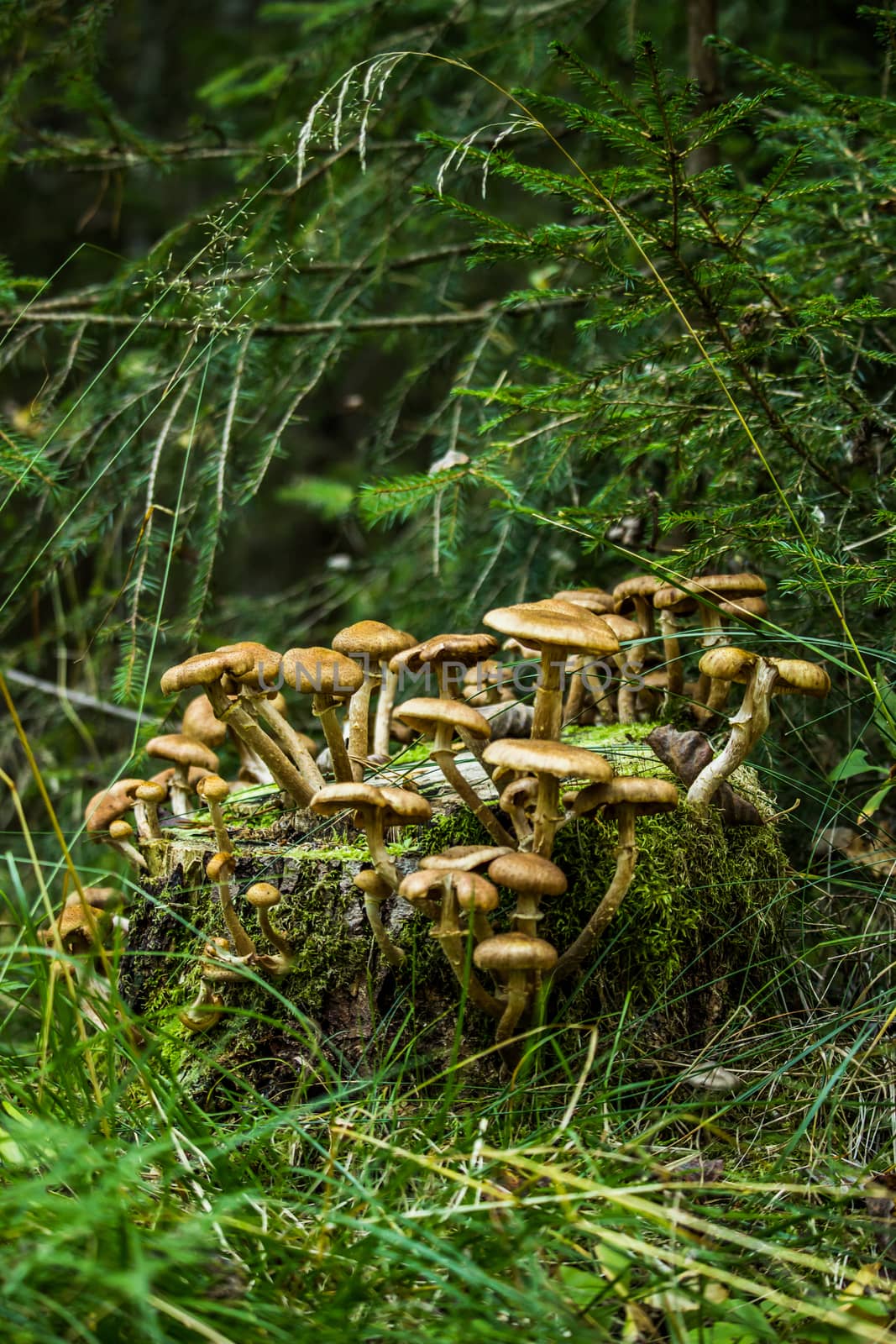 Mushrooms on a Strump