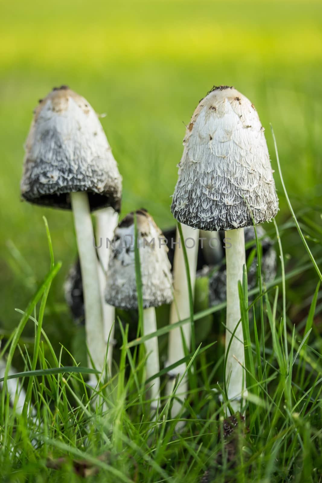 Inc Caps in Grass