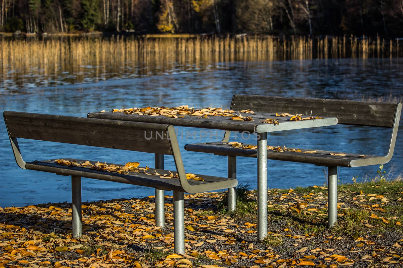 Table and Benches with Leaves