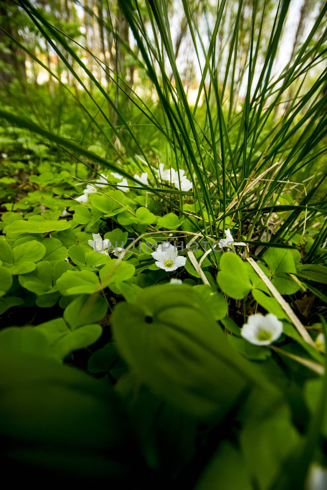 Flowers Down Low