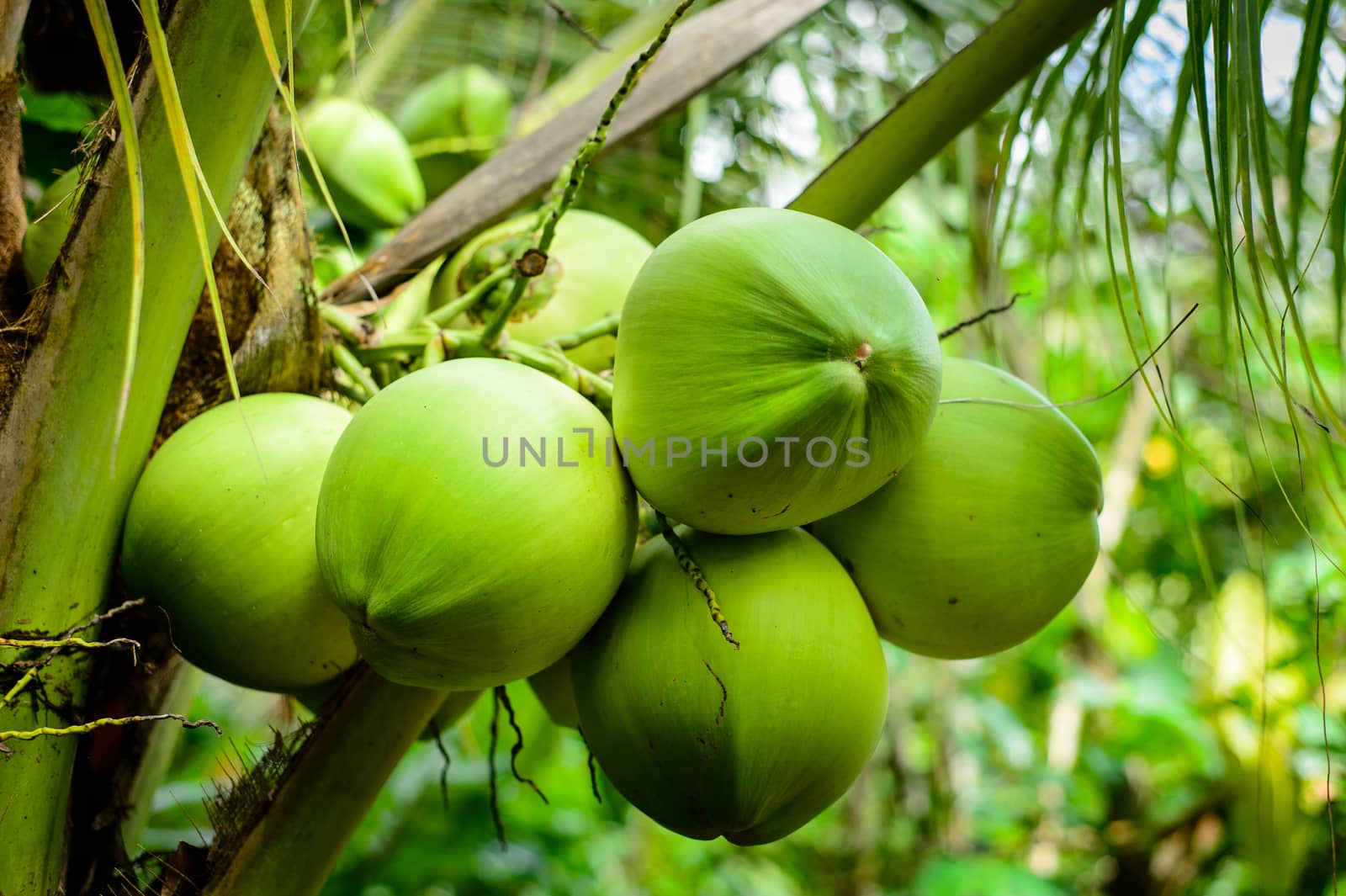 Coconut Palm Tree, tropical fruit for healthy eating by Komngui