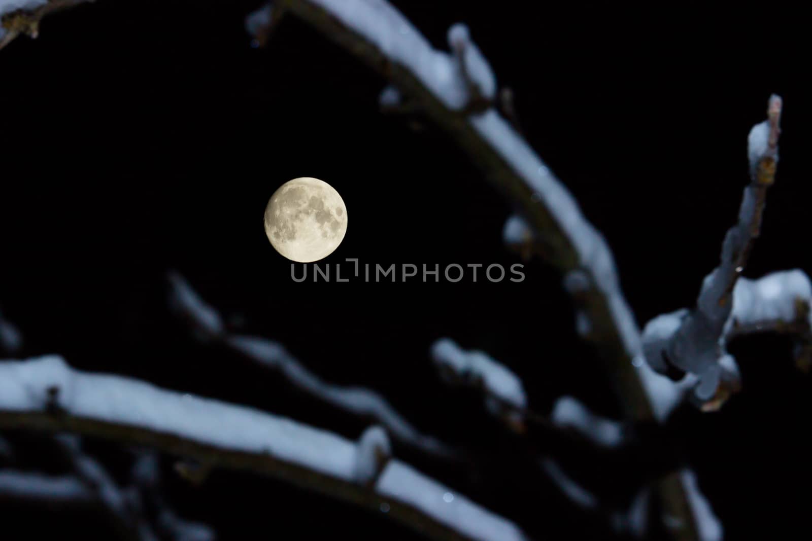Full Moon With Branches