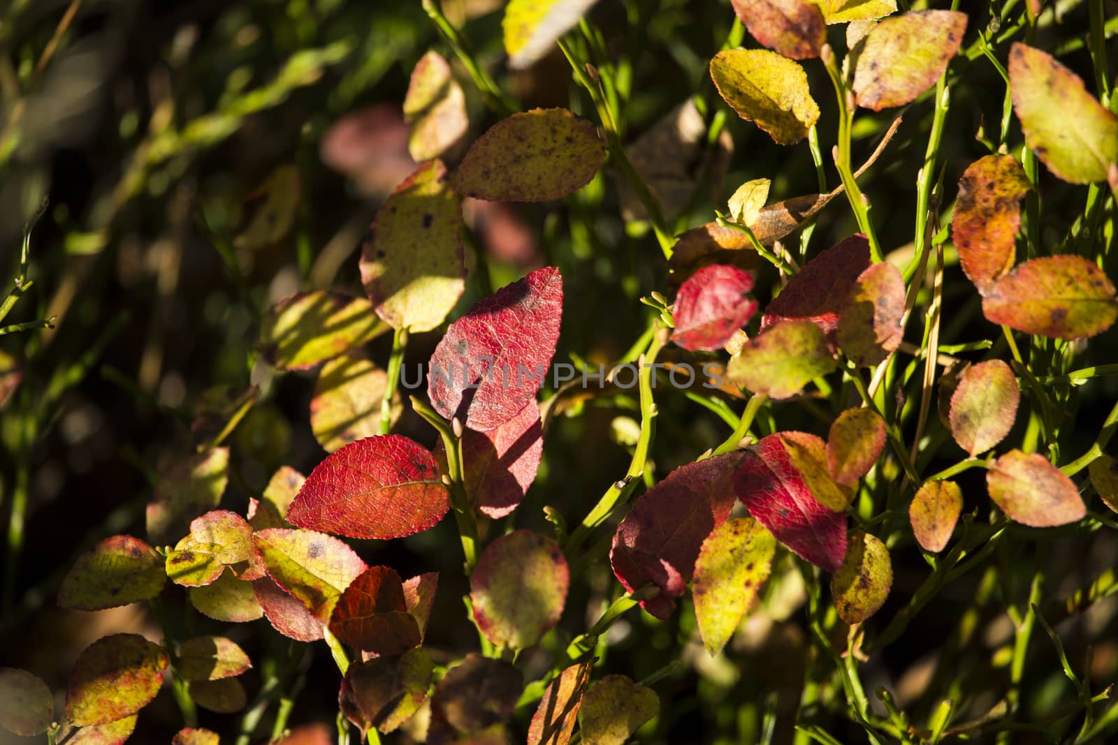 Blue Berry Leaves in the Fall