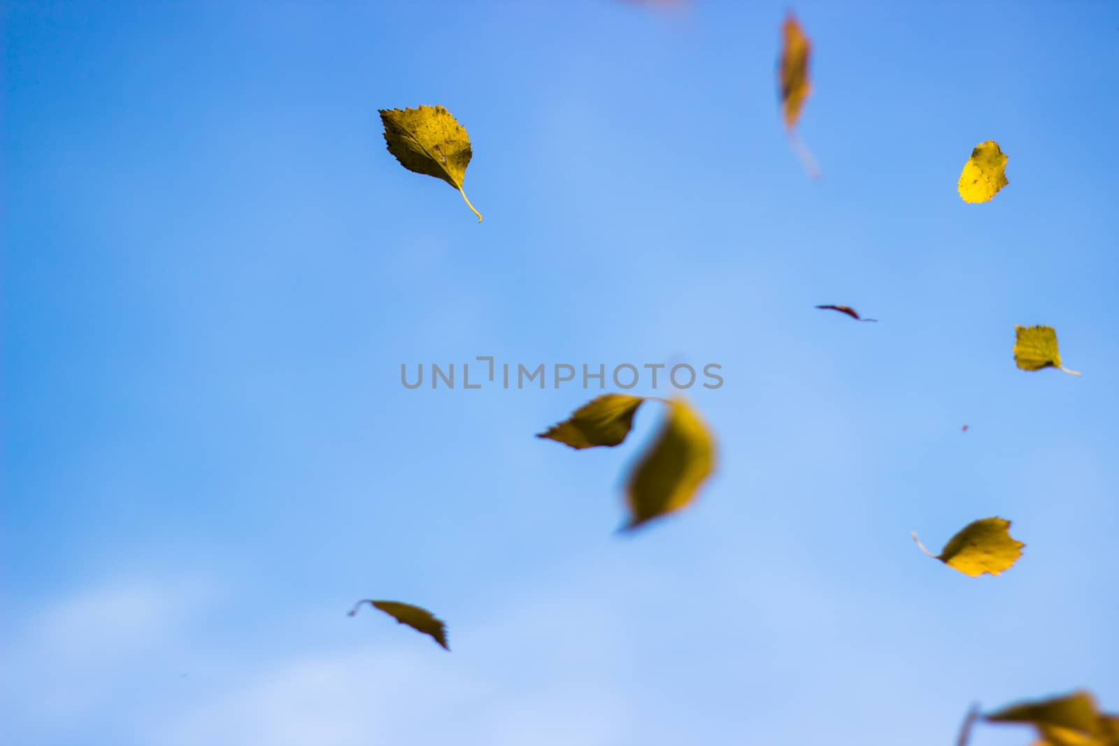 Birch Leaves Falling