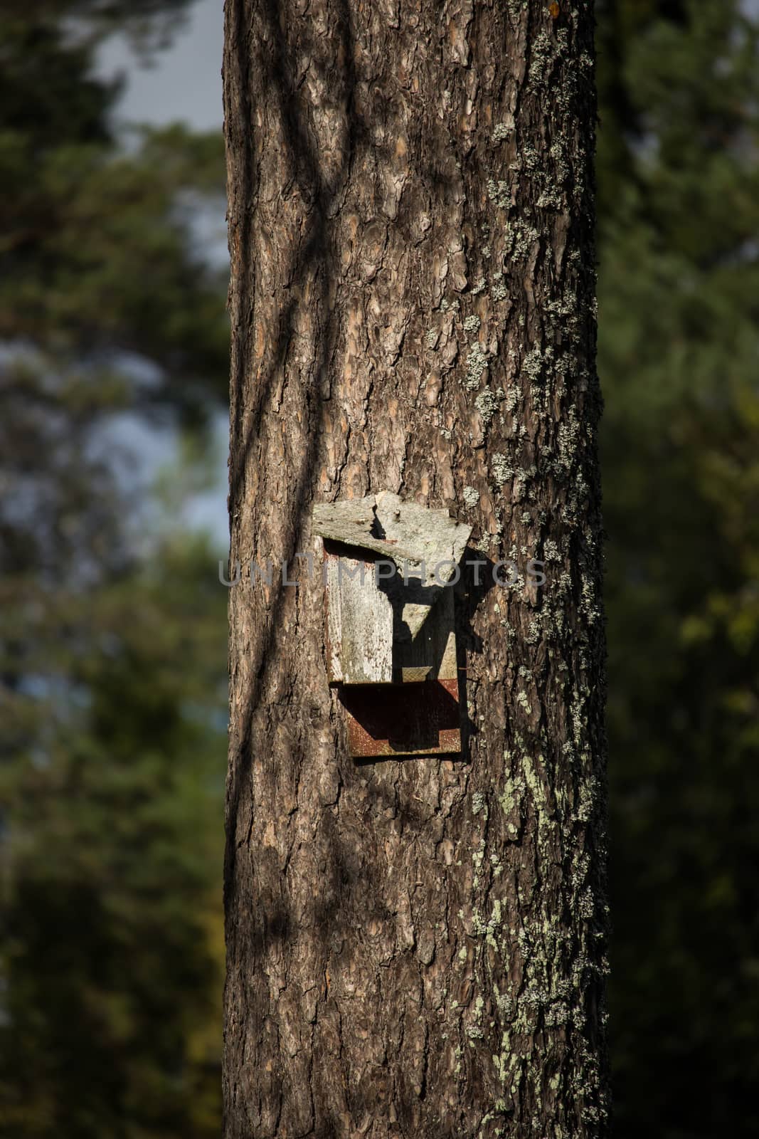Broken Birdhouse on Pine