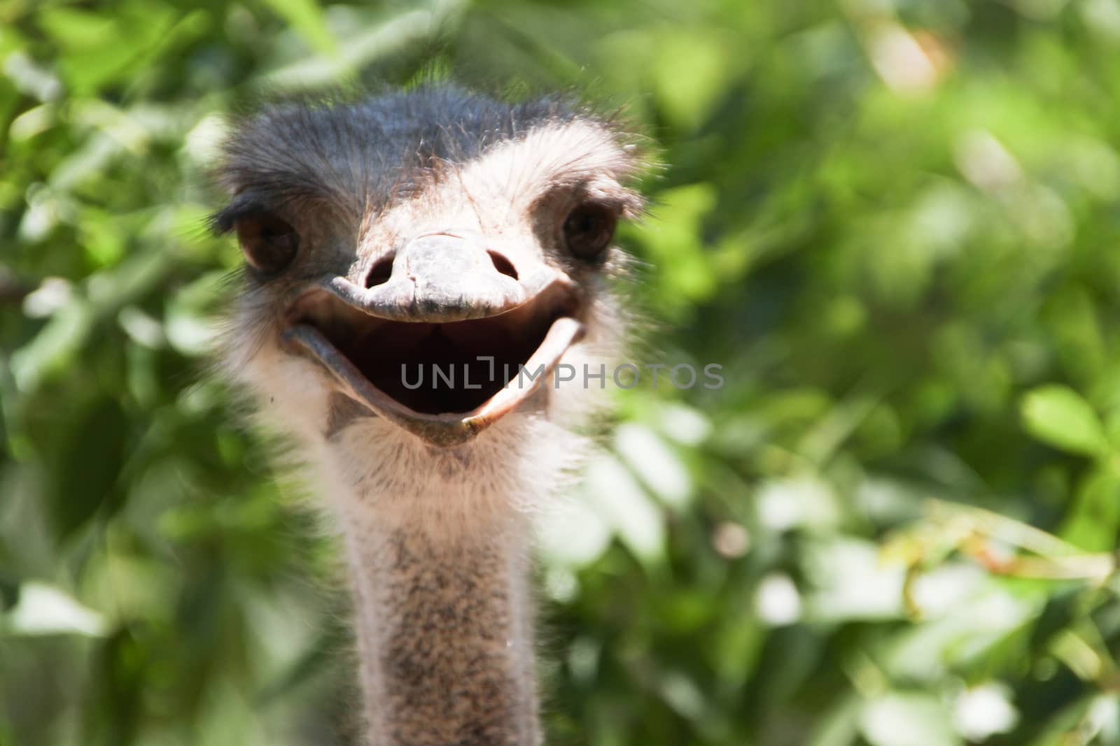 Smiling ostrich large frame. Open beak looks into the frame