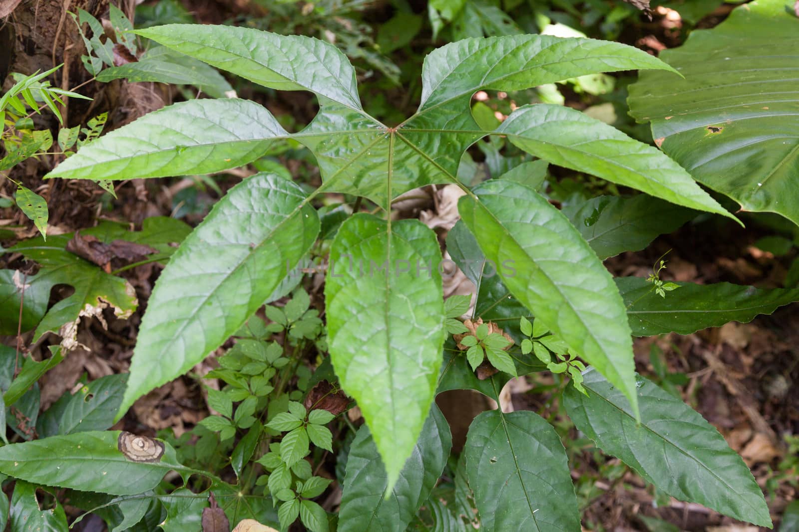 Leaf shape. Tree with leaf shape in the forest on the mountain.