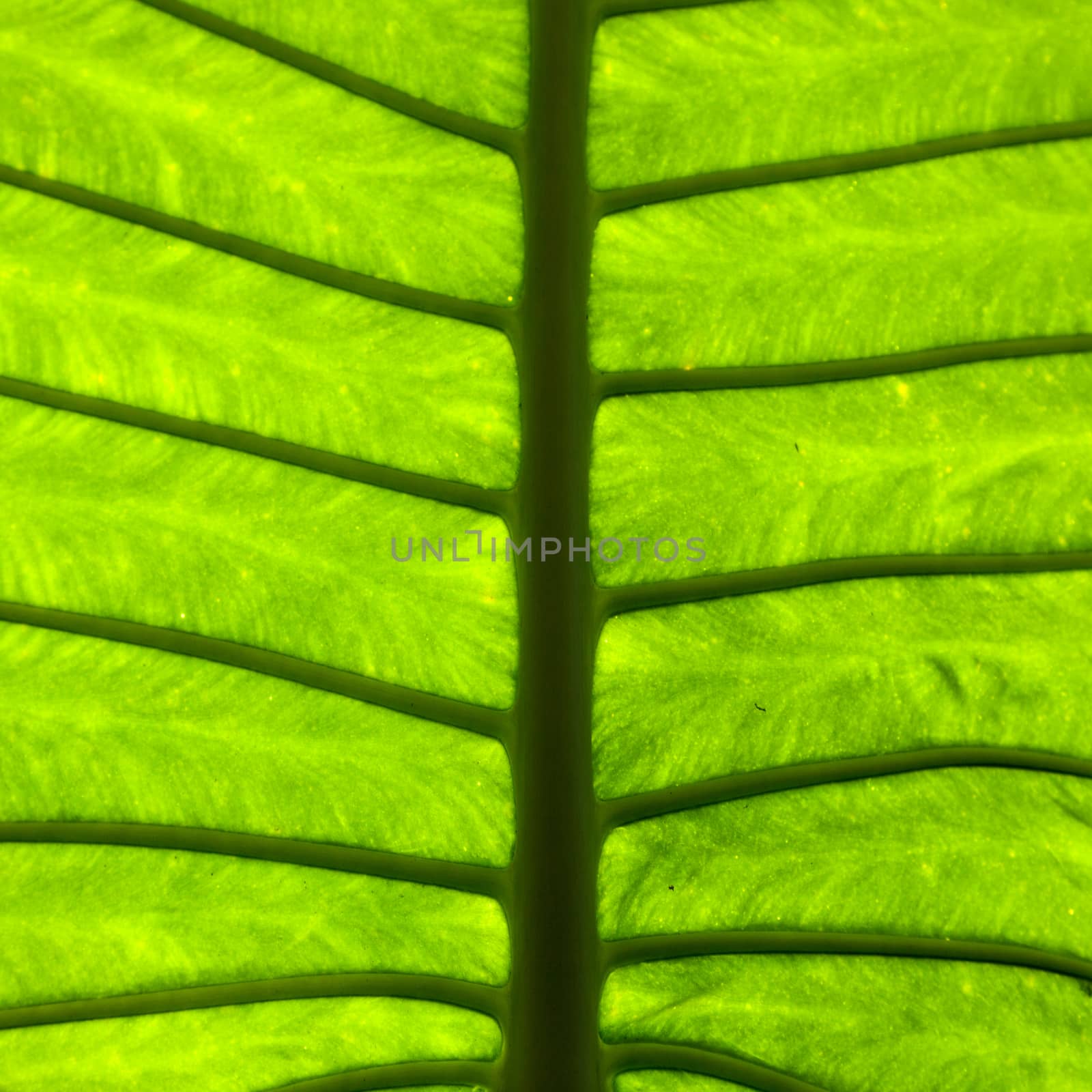 macro in leaf by a454