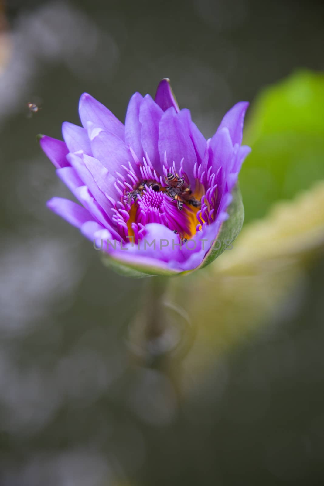 Blue lotus blooming. In the pond at the park. Have bee looking for nectar in the lotus.