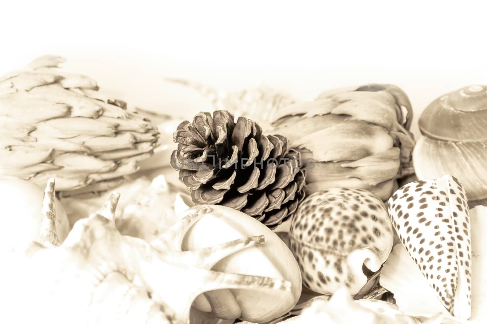 sepia still life featuring seashells and fir cone