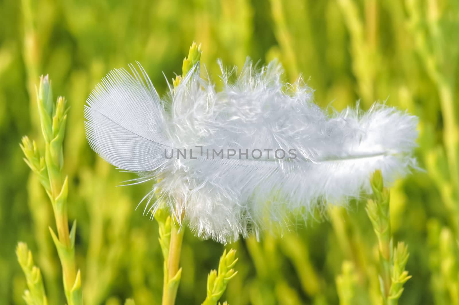 single white feather on green plant shoots
