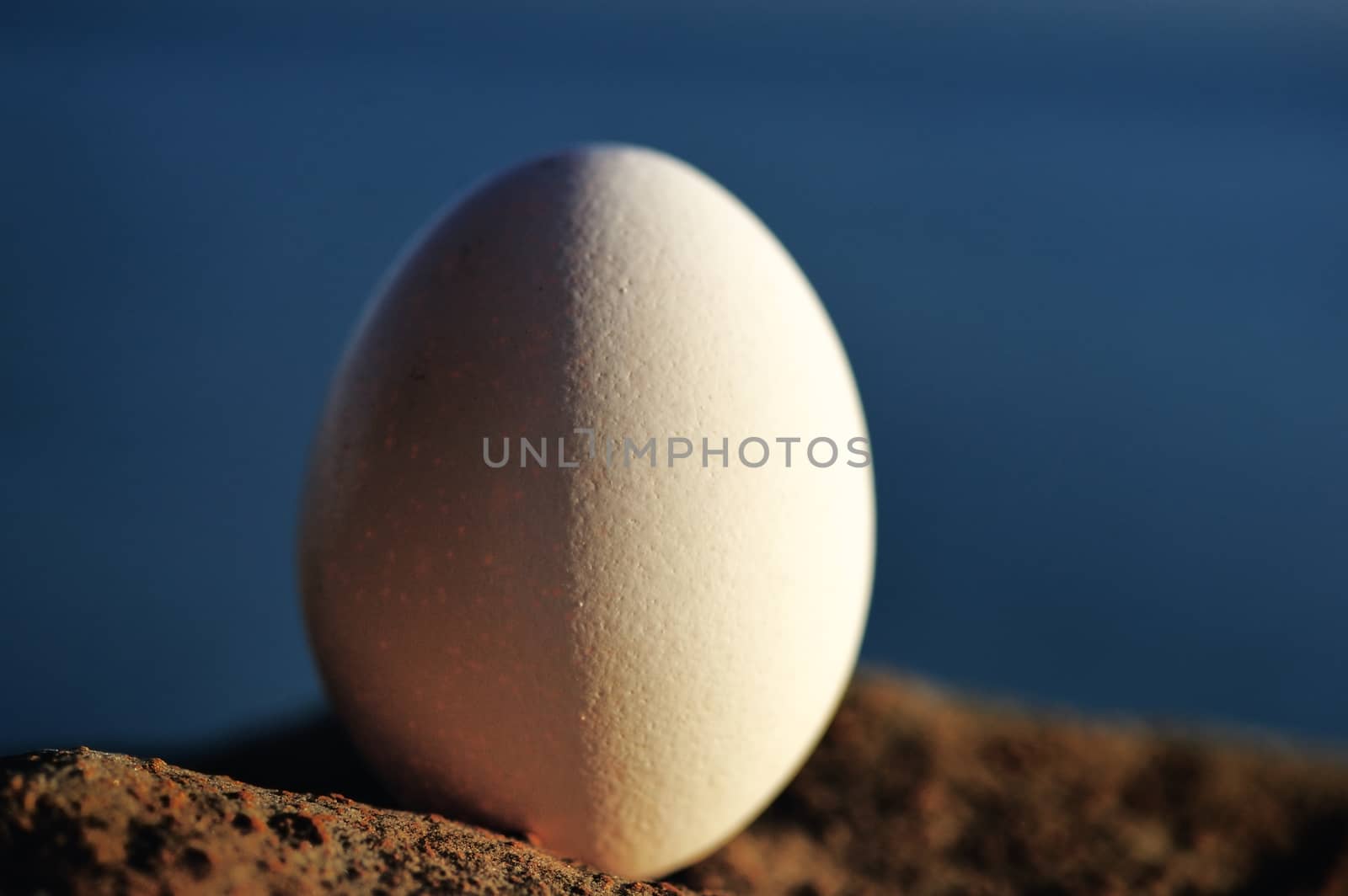 Close-up of an egg on the seashore
