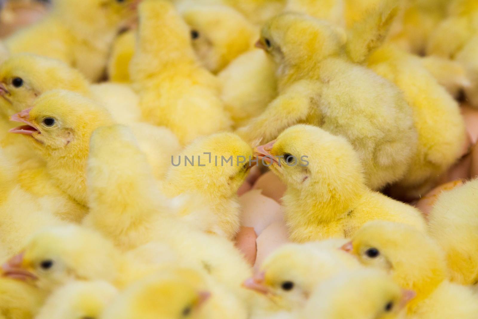 Newly hatched chicks by grigorenko
