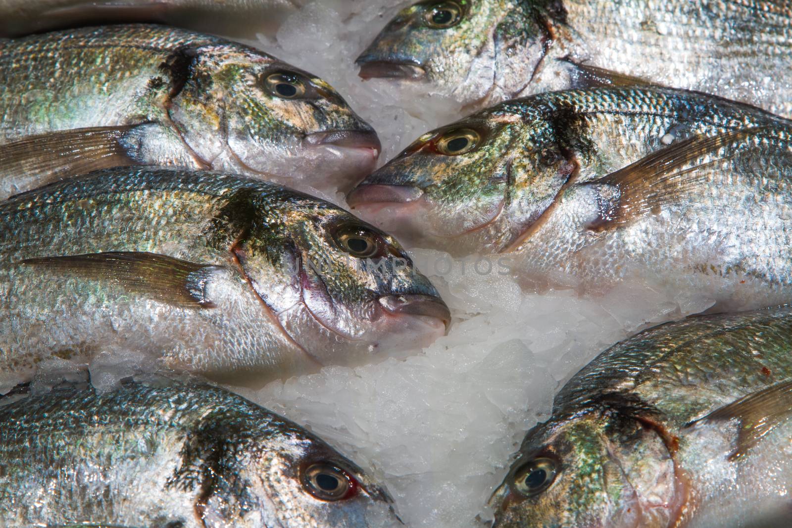 Gilthead (Sparus aurata) on ice decorated for sale at market