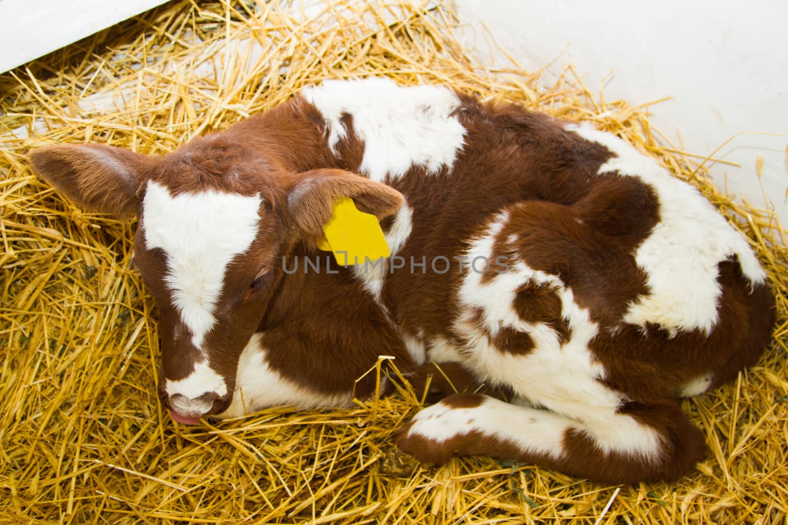 Newborn calf lying on the clean straw in the paddock