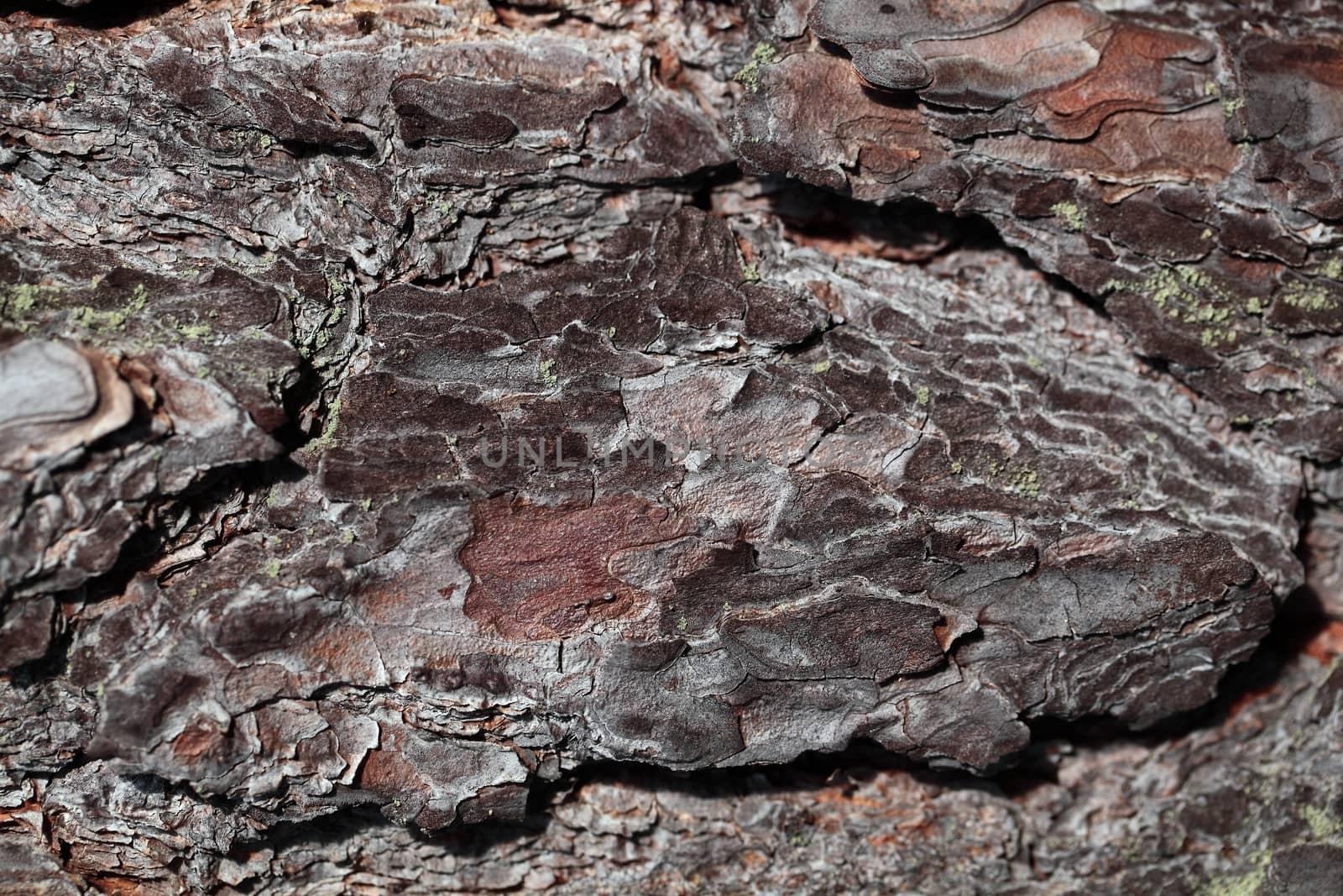 Pine bark as background