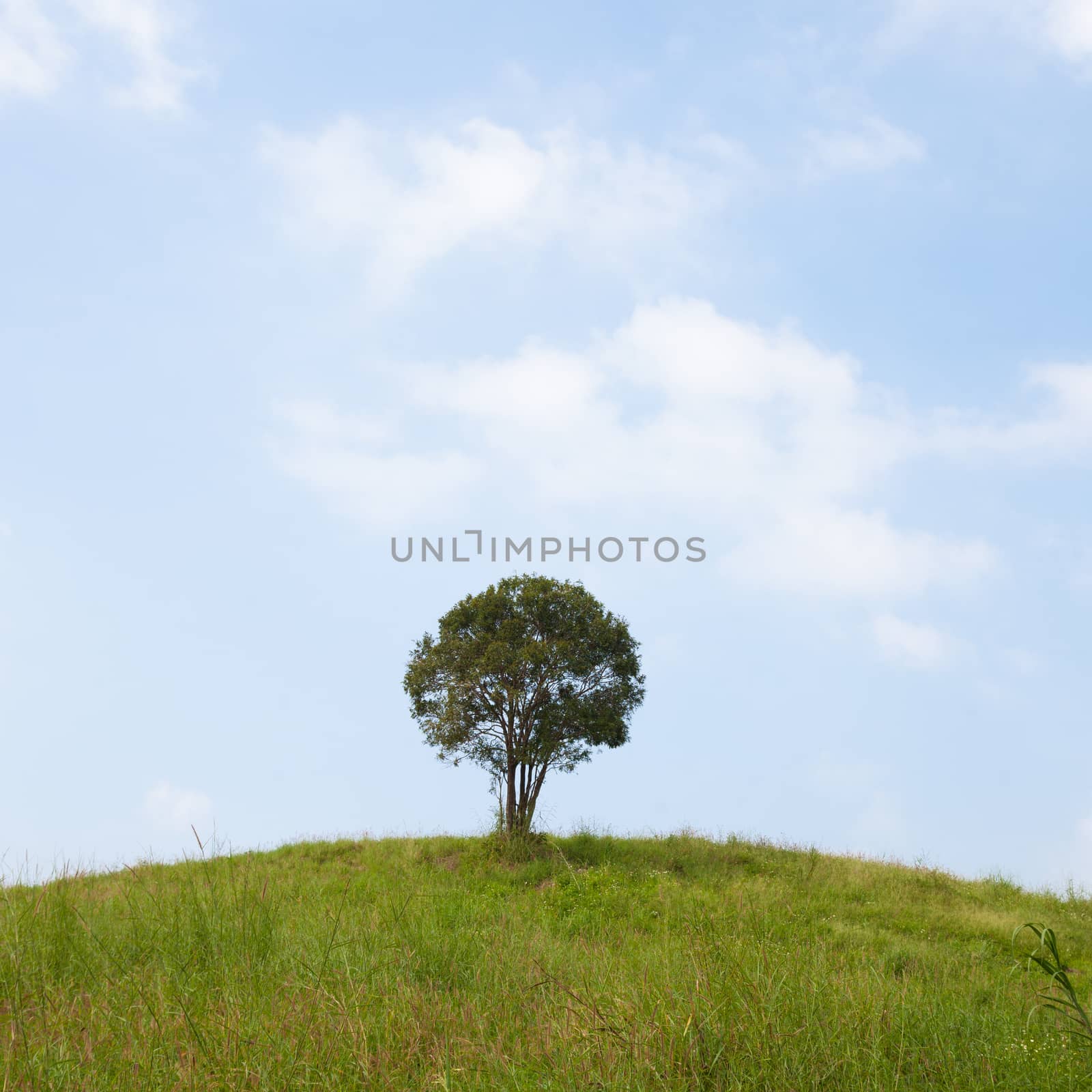 Single tree on a hill. Cloudy sky clear And verdant meadows