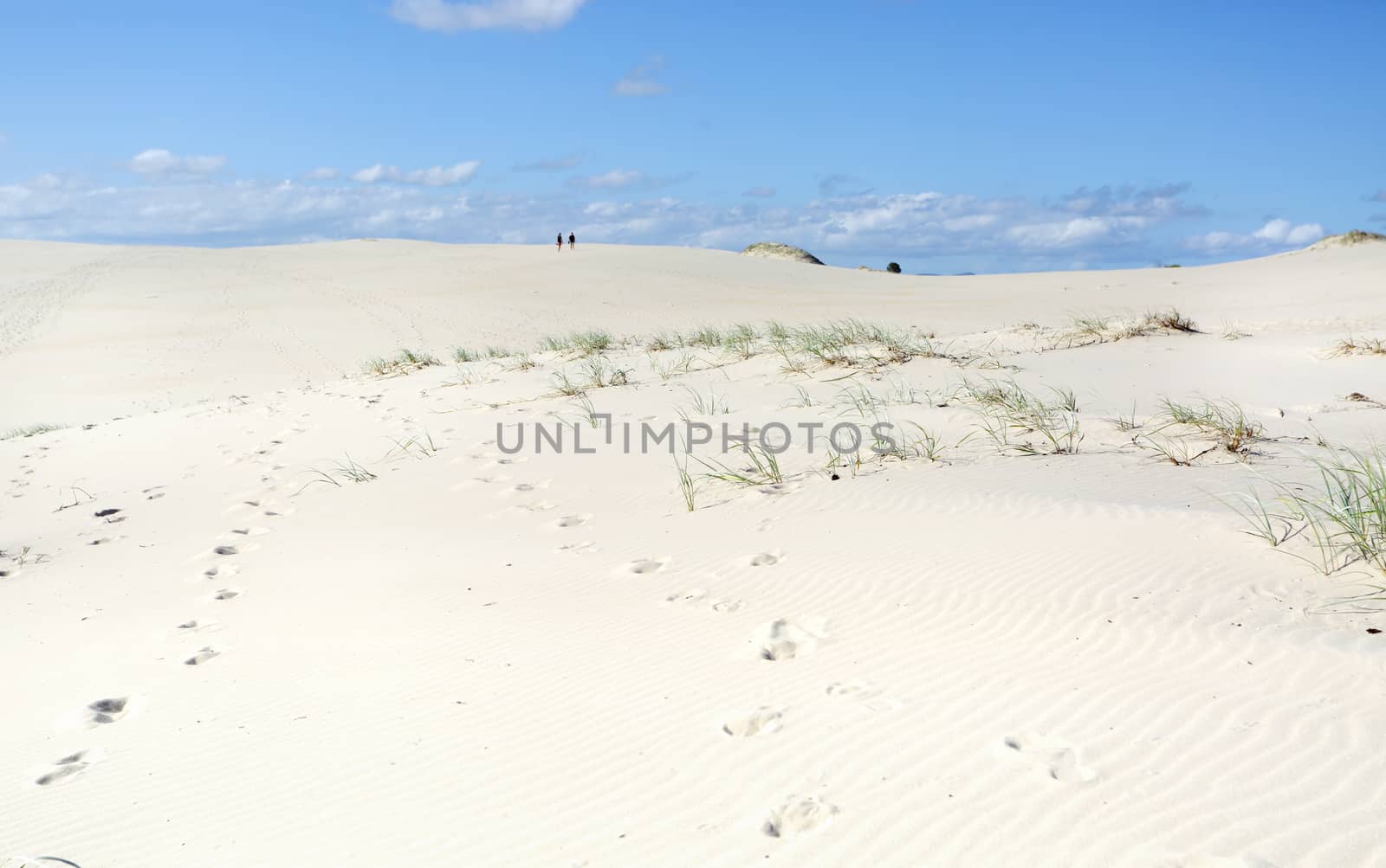 Miles and Miles of sand dunes to traverse at Dark Point to reach the ocean.  No 4wd allowed as thie area is a significant aboriginal meeting place and the shifting sands turn up many aboriginal artifacts of the Worimi people.  Two people walking in the far distant dunes