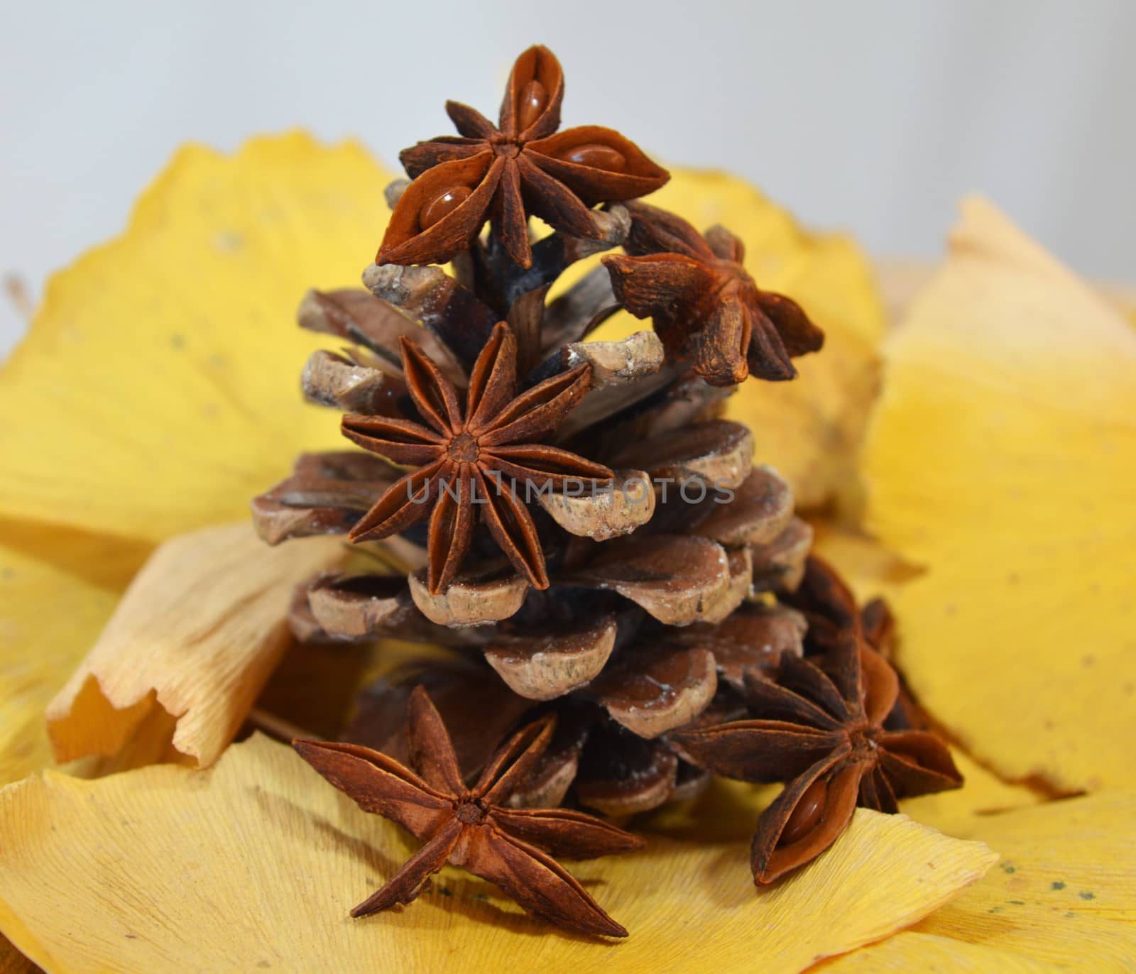 Fir cone decorated with anise on autumn leaves