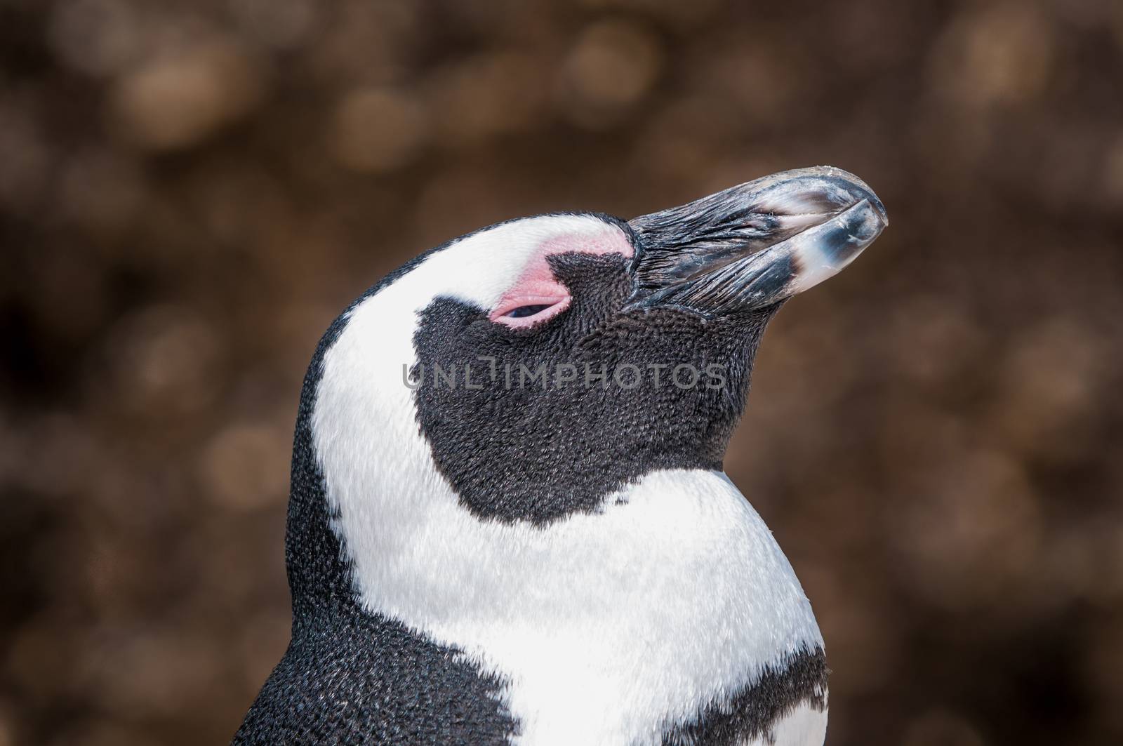 African penguin (Spheniscus demersus), also known as the jackass penguin or black-footed penguin at the Boulders section of the Table Mountain National Park at Simonstown in Cape Town, South Africa
