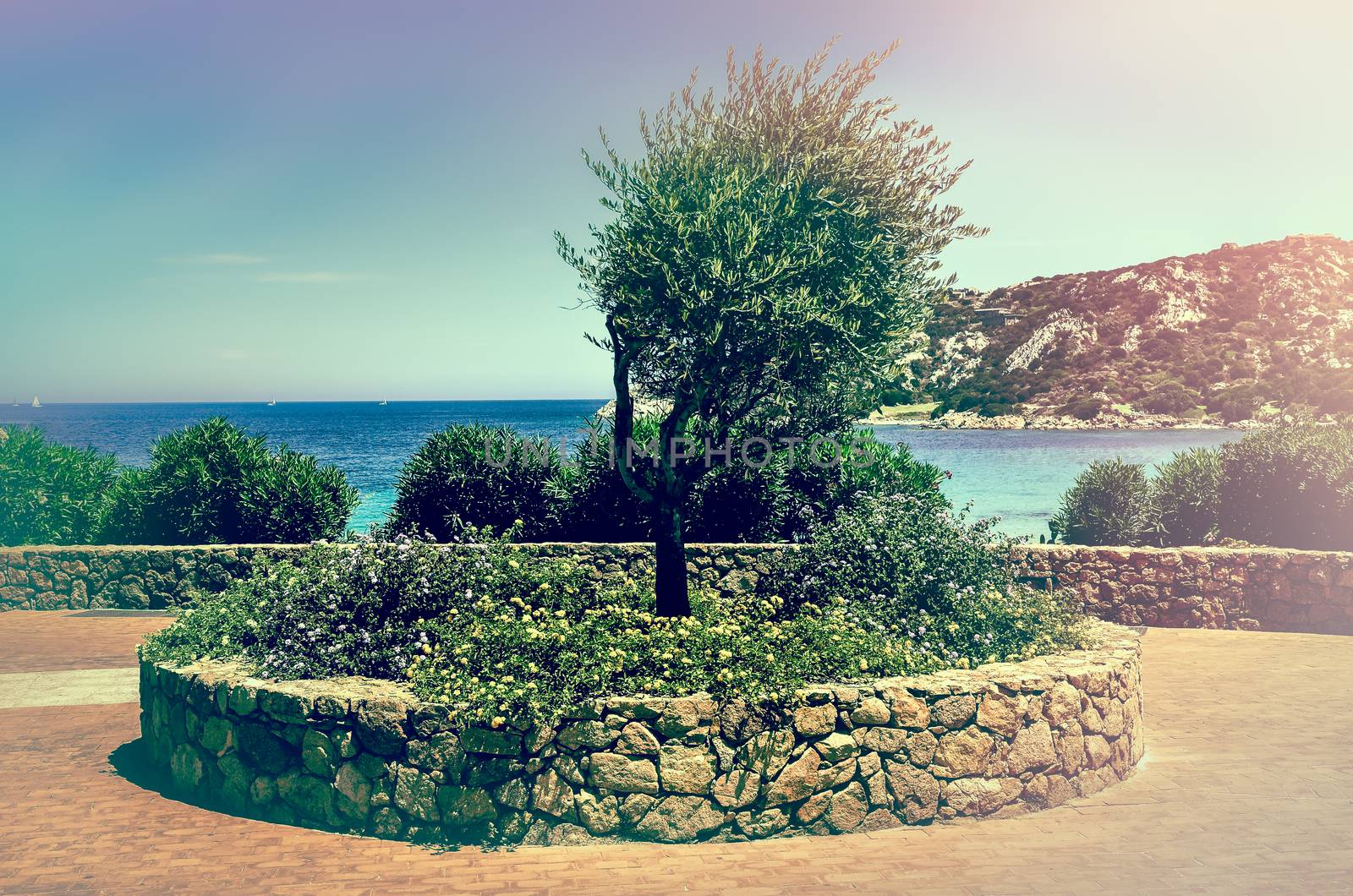 Olive tree vintage style in beautiful garden at ocean coast, Sardinia, Italy