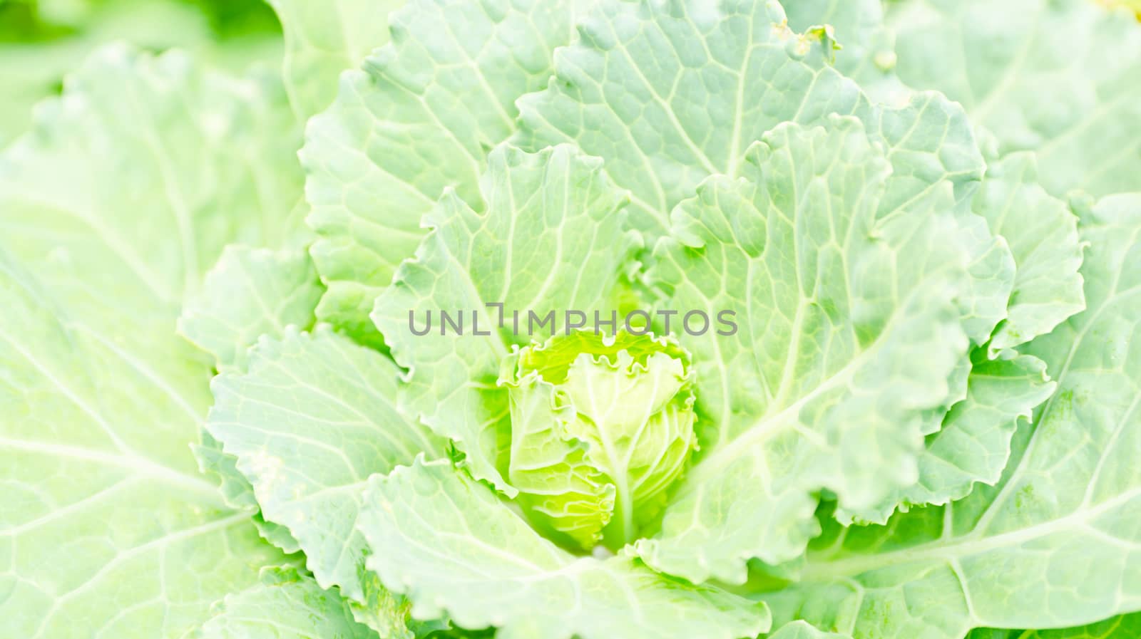cabbage