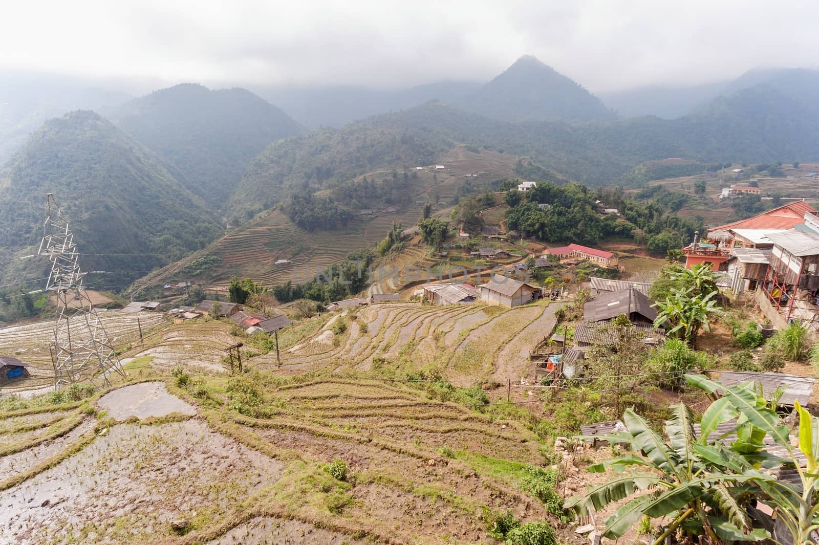 Rice fields on terraced of  Cat Cat Village, Sapa Vietnam.