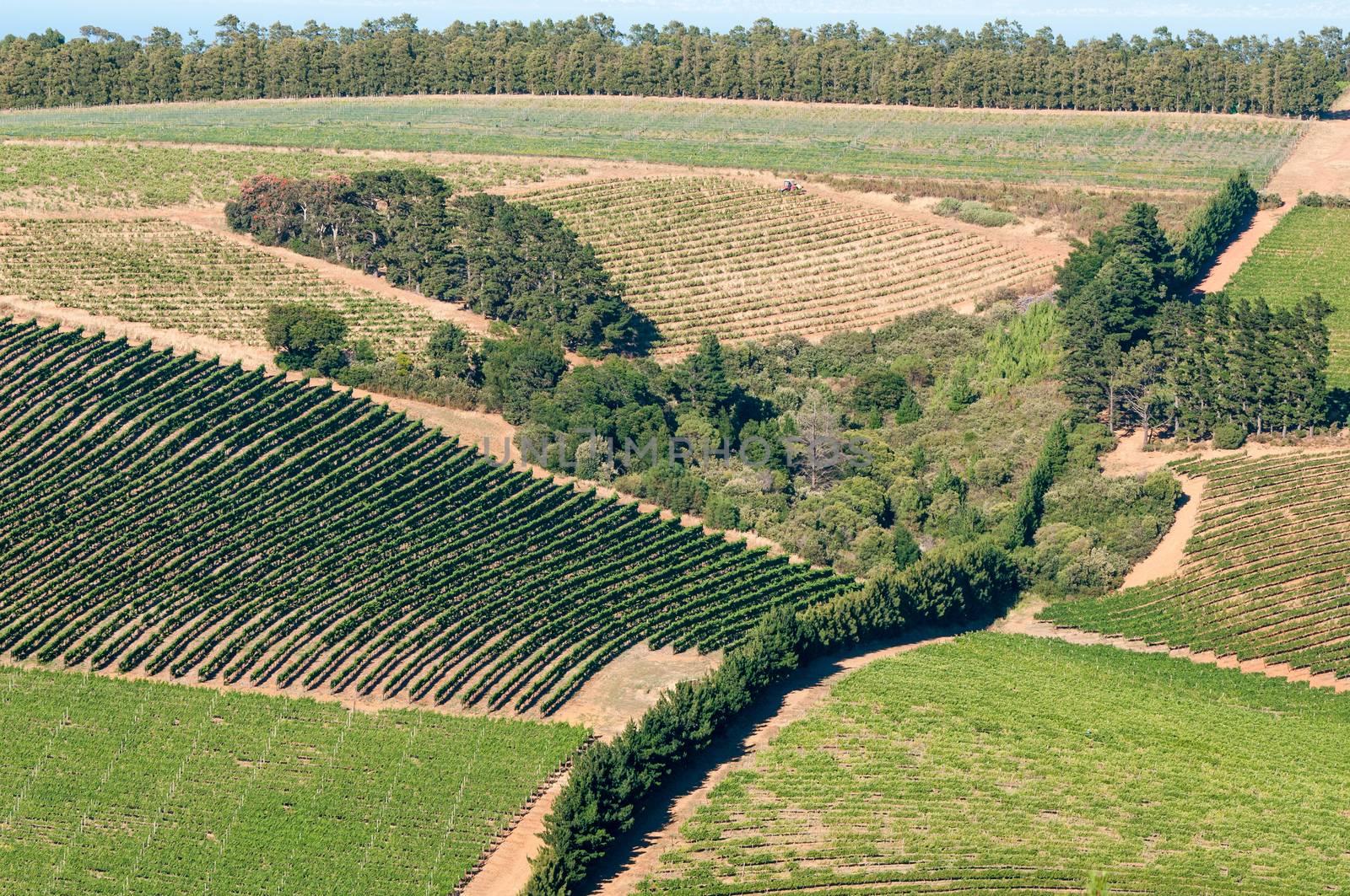 View of vineyards near Somerset West near Cape Town in the Western Cape Province of South Africa
