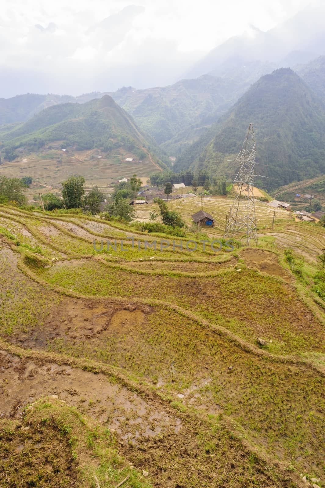 Rice fields on terraced of  Cat Cat Village,Vietnam. by ngungfoto