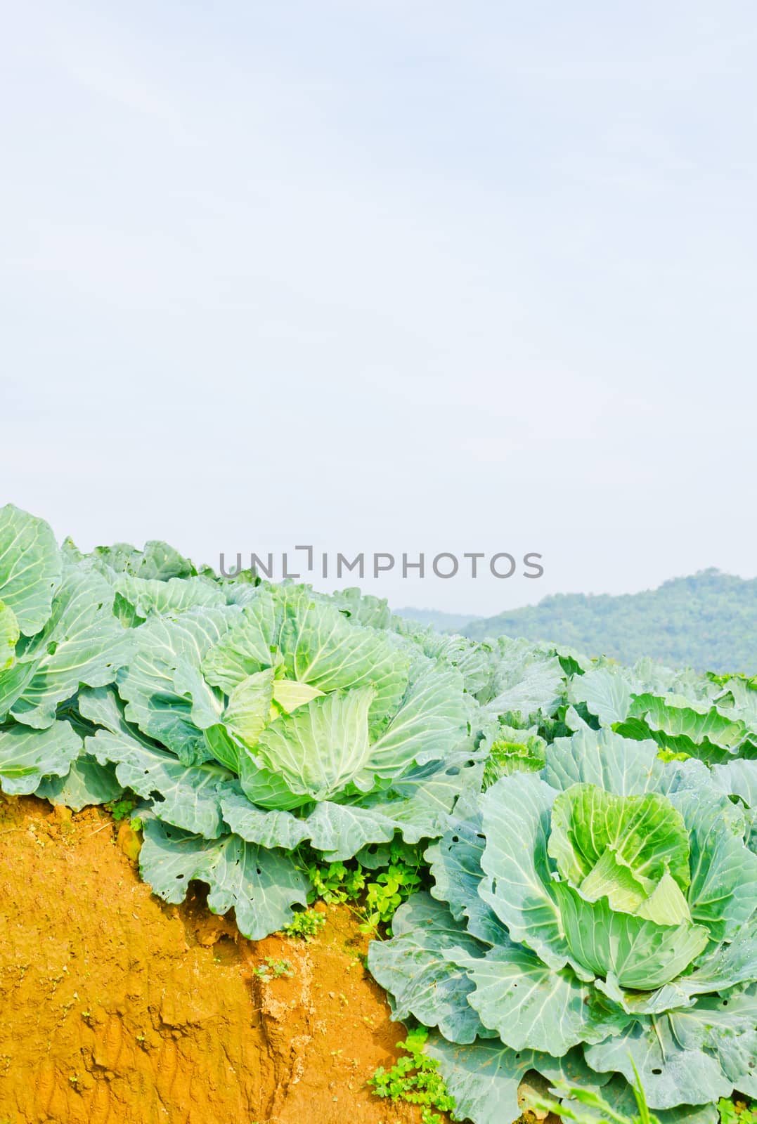 cabbage