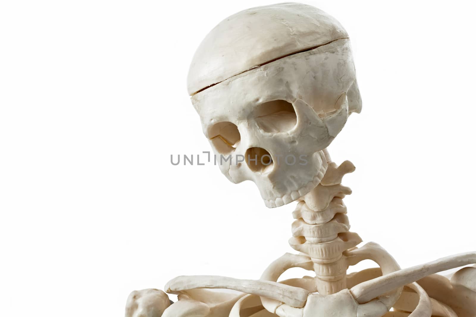 model human skeleton on a white background